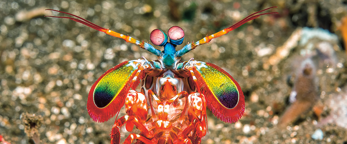 Photo of the colorful peacock mantis shrimp