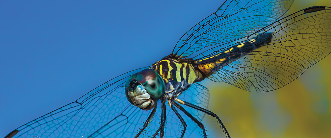 Close-up image of a dragonfly