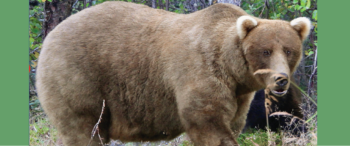 Image of brown bear in the wild