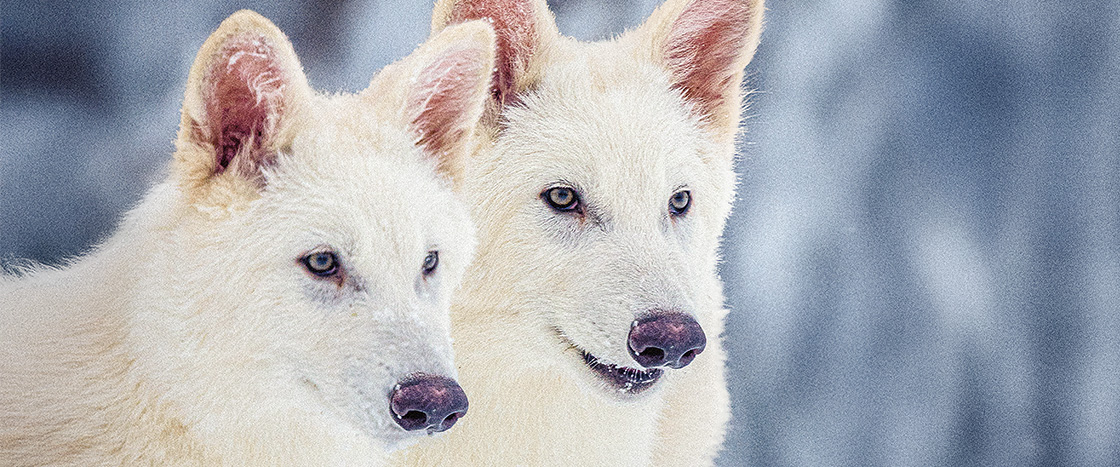 Image of two dire wolves