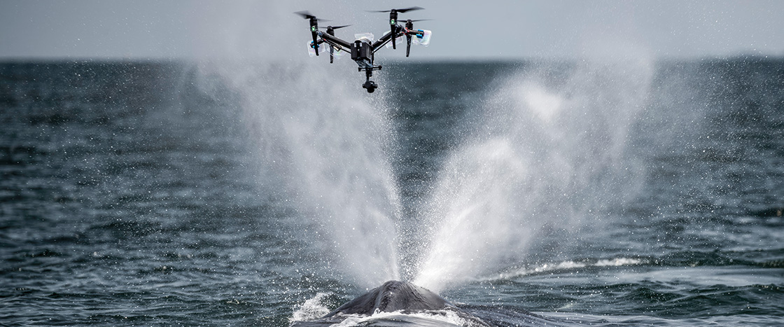 Photo of drone flying closely over a whale swimming in the ocean