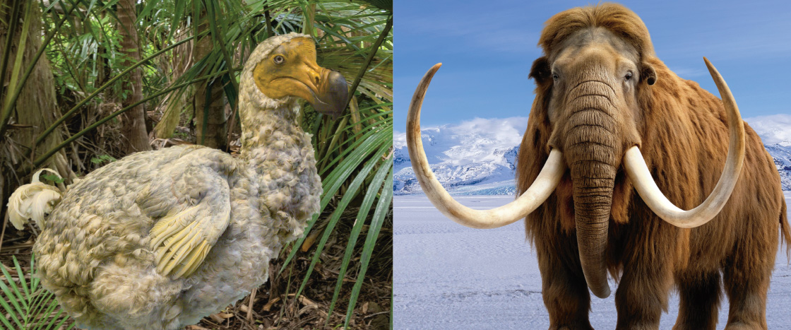 Image of Dodo bird and Woolly Mammoth