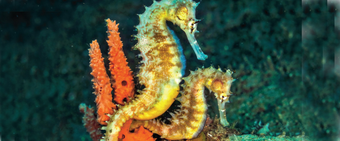 Two seahorses rest on orange coral against a teal underwater background