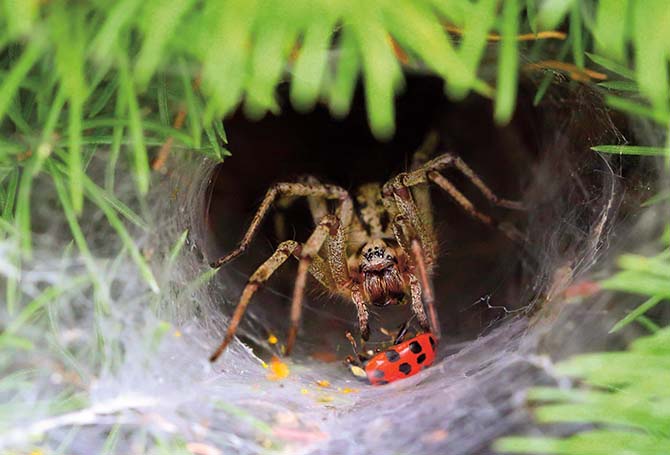 Tarantula with ladybug captured in its web